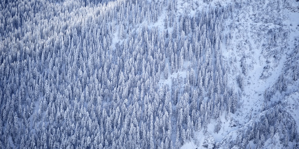 a snow covered mountain side with trees covered in snow