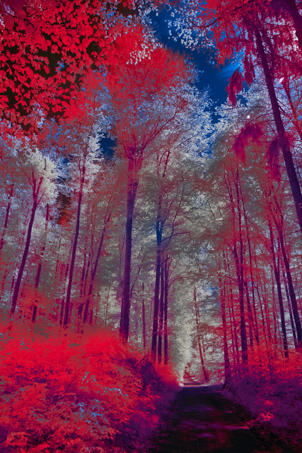 a red and blue infrared image of a path through a forest