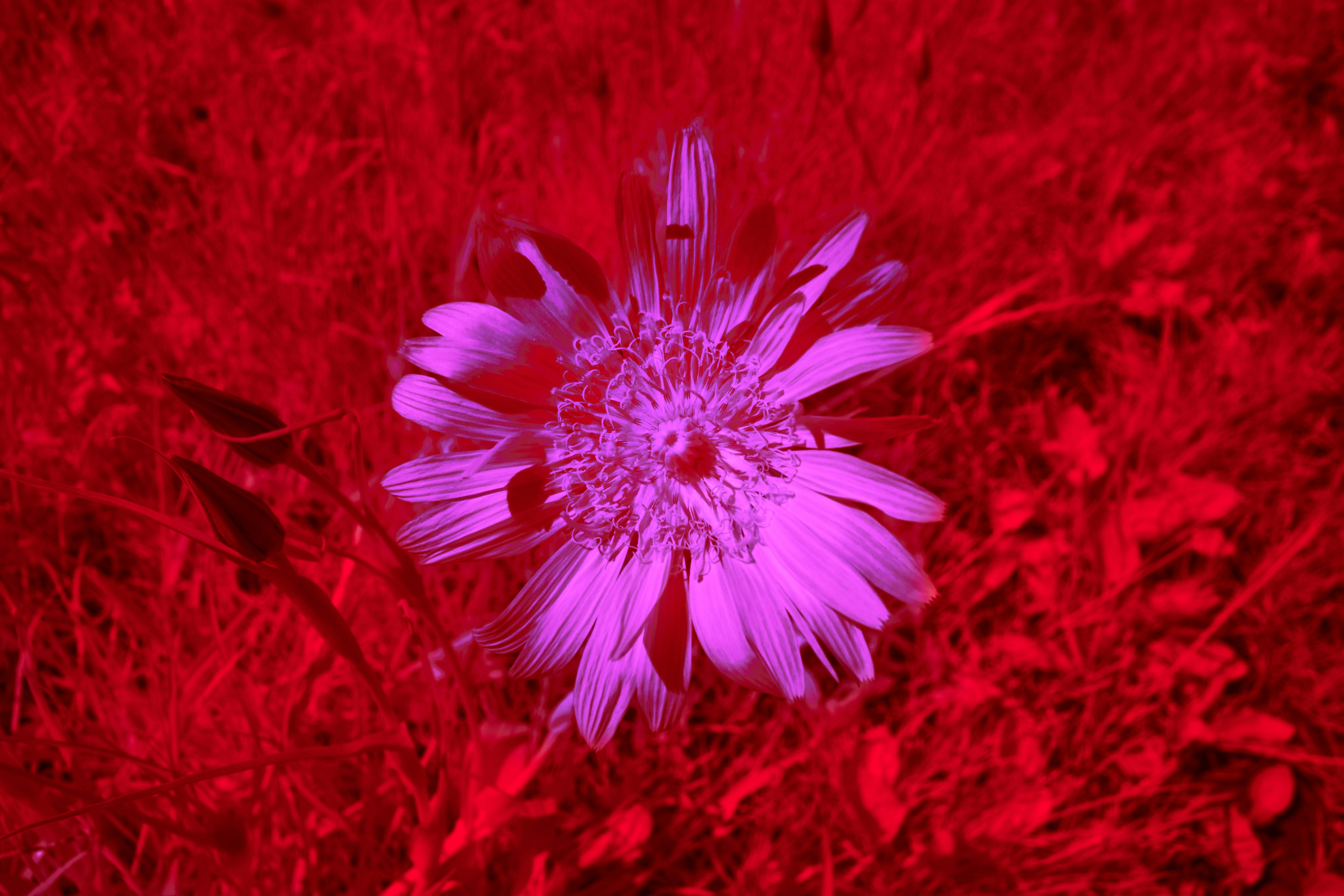 Photo by wolfgang_hasselmann