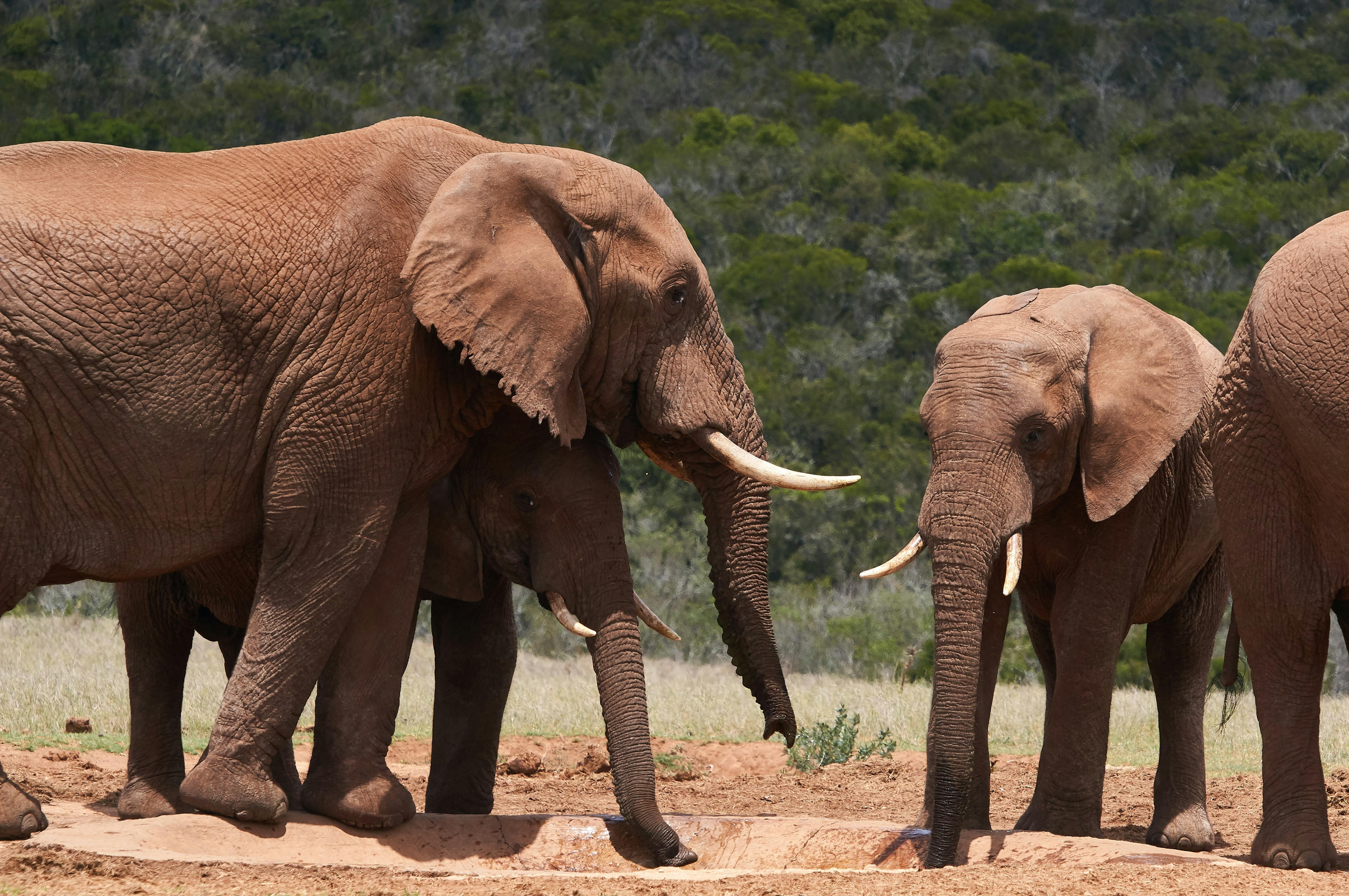A herd of elephants standing on top of a dirt field