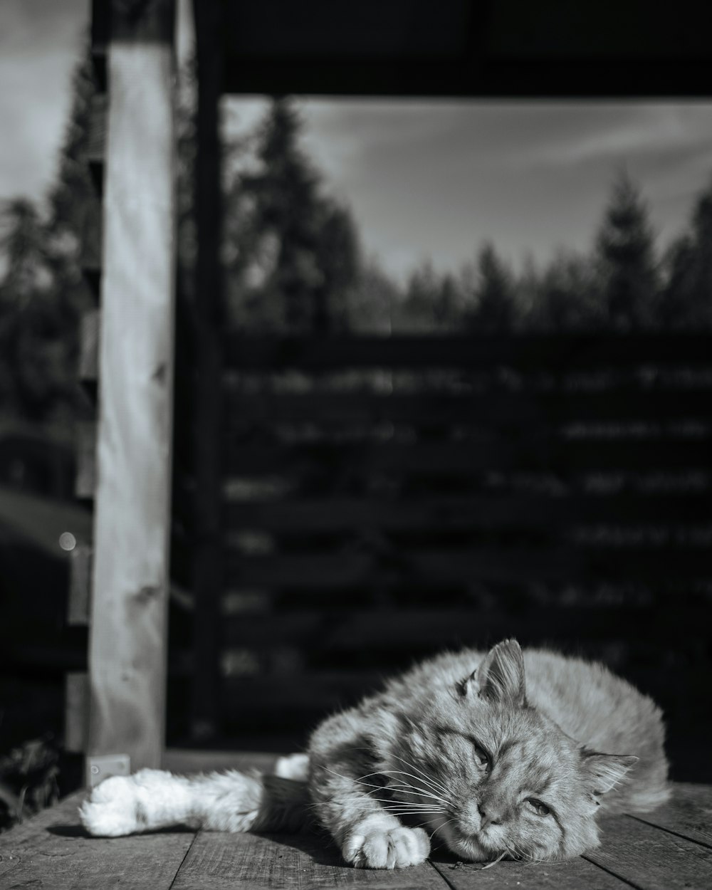 a black and white photo of a cat laying on a deck