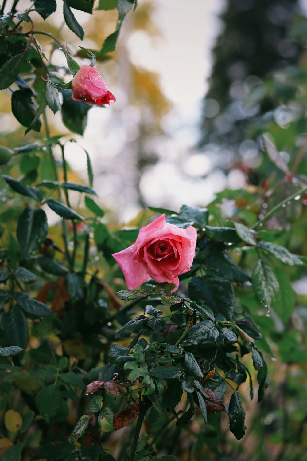 a pink rose is blooming in a garden