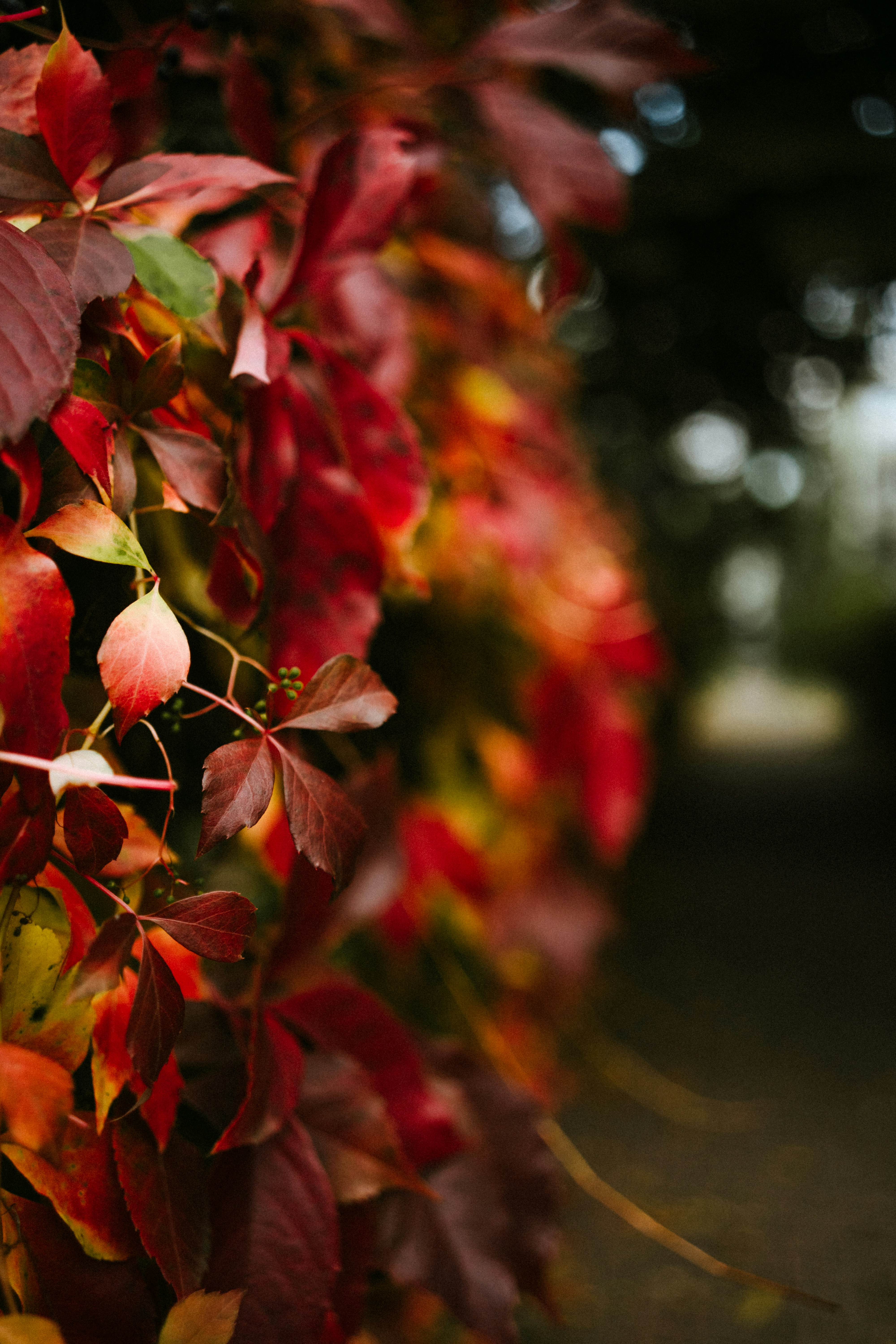 a close up of a bunch of leaves on a tree