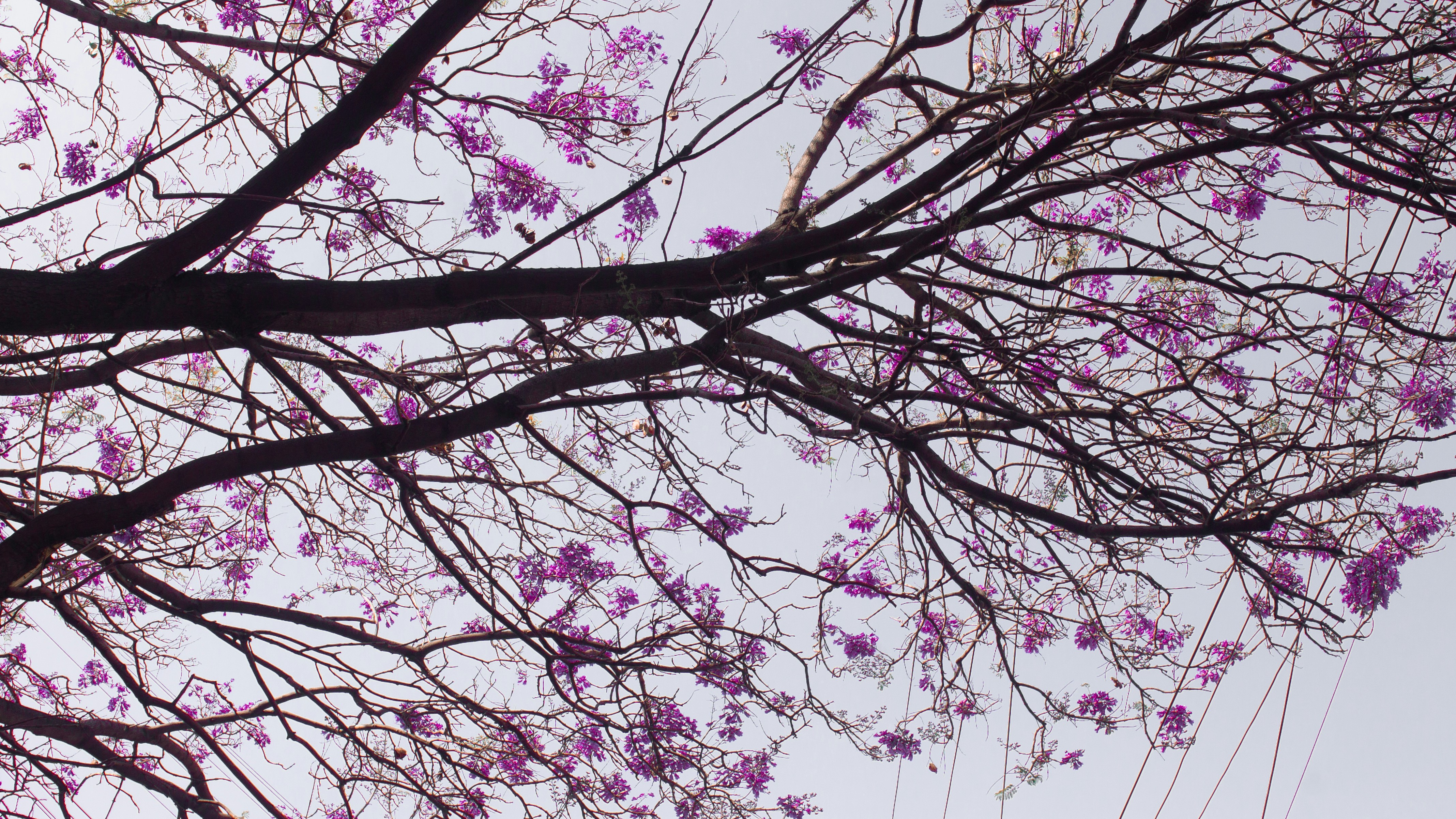 The branches of a tree with purple flowers