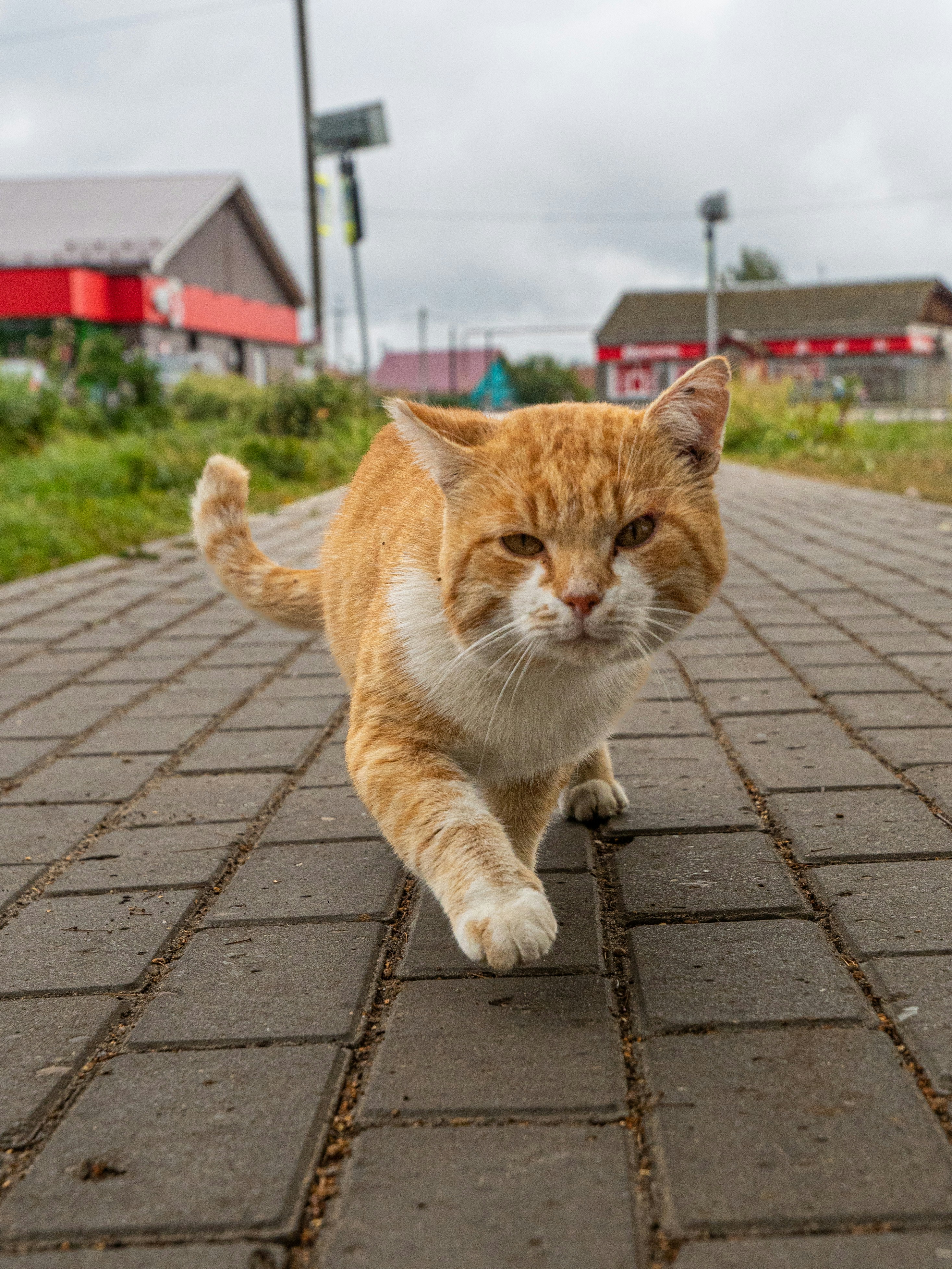 An orange and white cat walking across a brick walkway photo – Free Cat ...