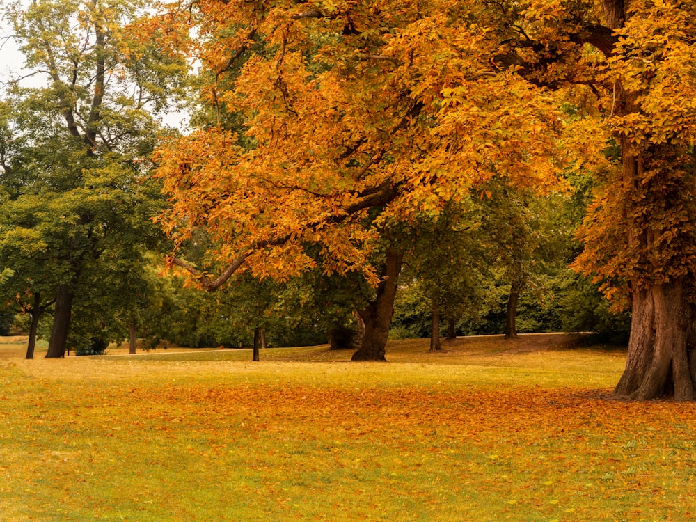 Un parco con molti alberi e foglie gialle