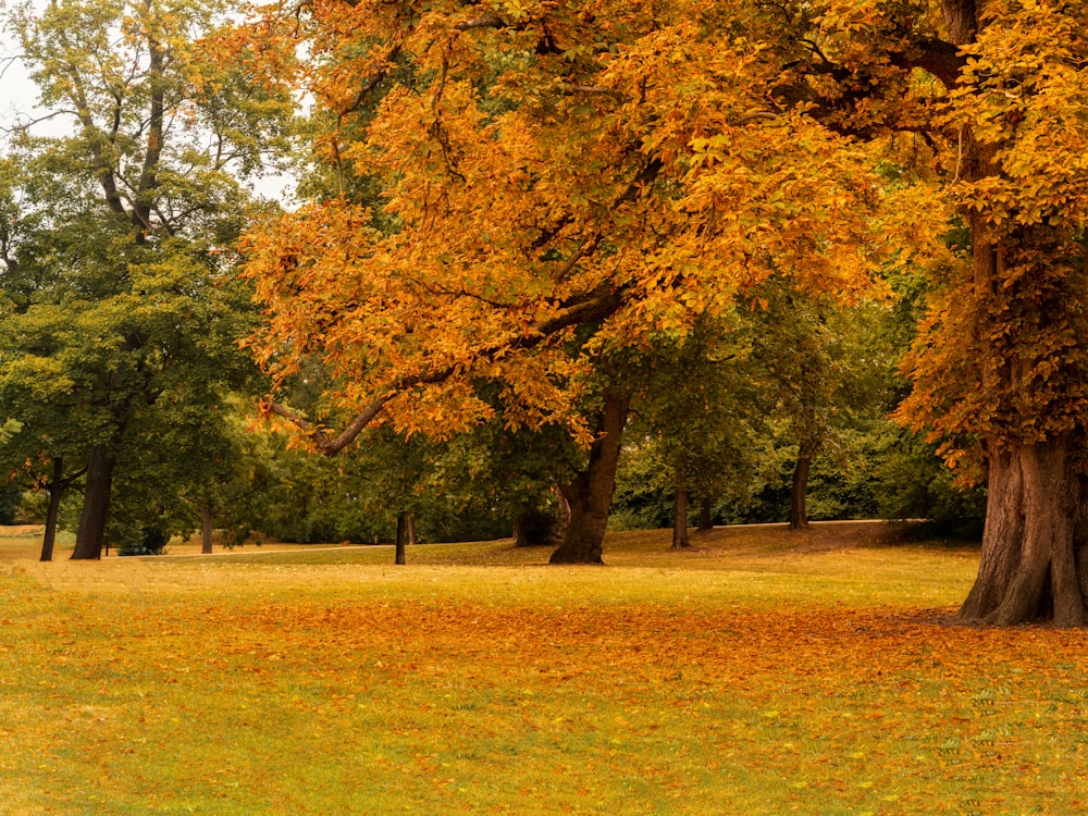 a park with lots of trees and yellow leaves