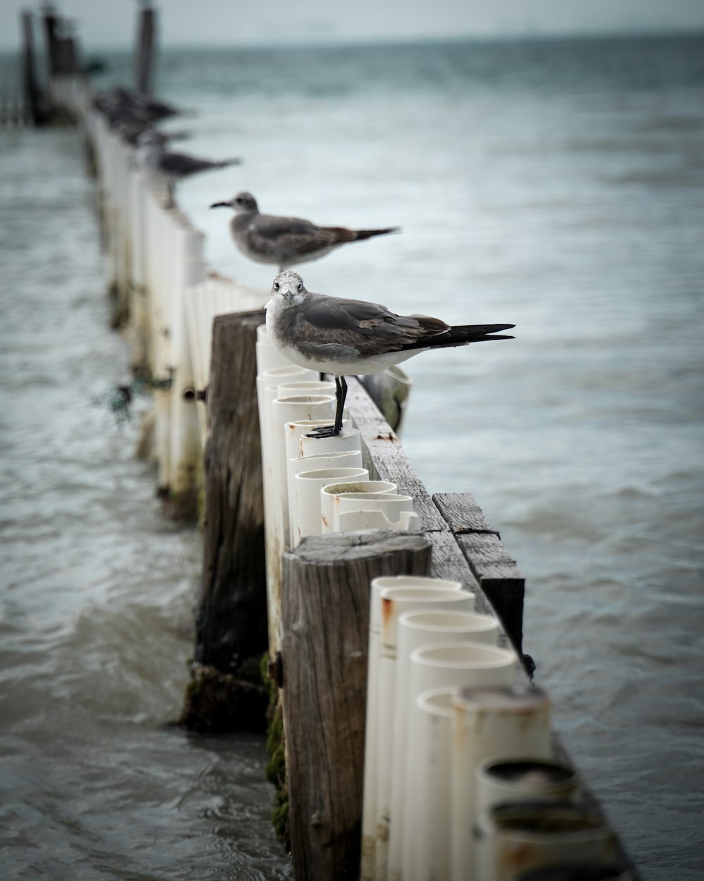 a row of seagulls sitting on top of a wooden pier