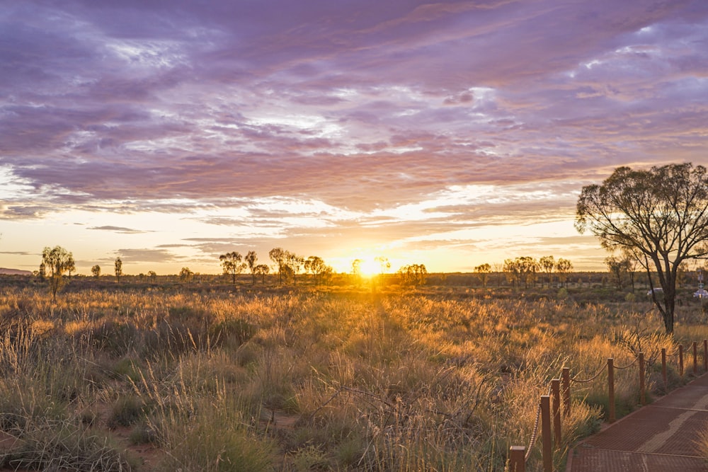 El sol se está poniendo sobre un campo de hierba