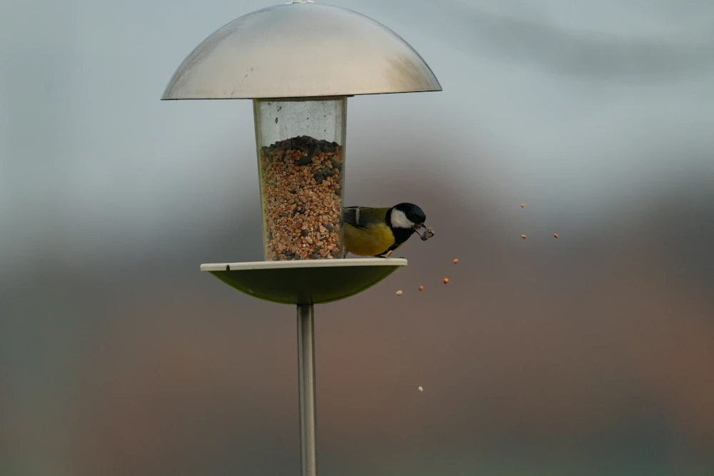 Great tit eating from a bird feeder · illustrative photograph