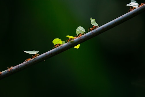 A group of reddish-orange ants are carrying green leaf pieces along a diagonal branch in a natural setting. The background is a soft, blurred dark green, emphasizing the vivid colors of the leaves and the ants.