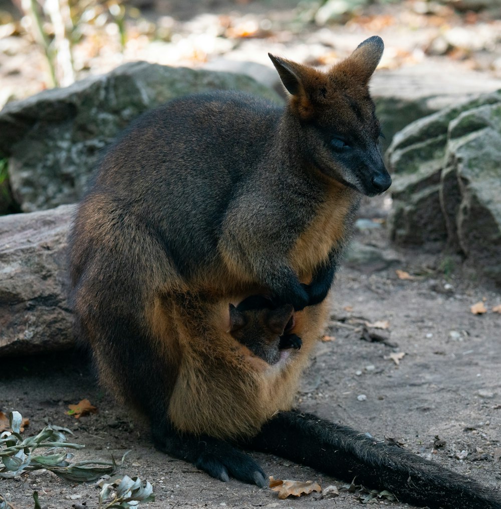 a small kangaroo sitting on top of a rock
