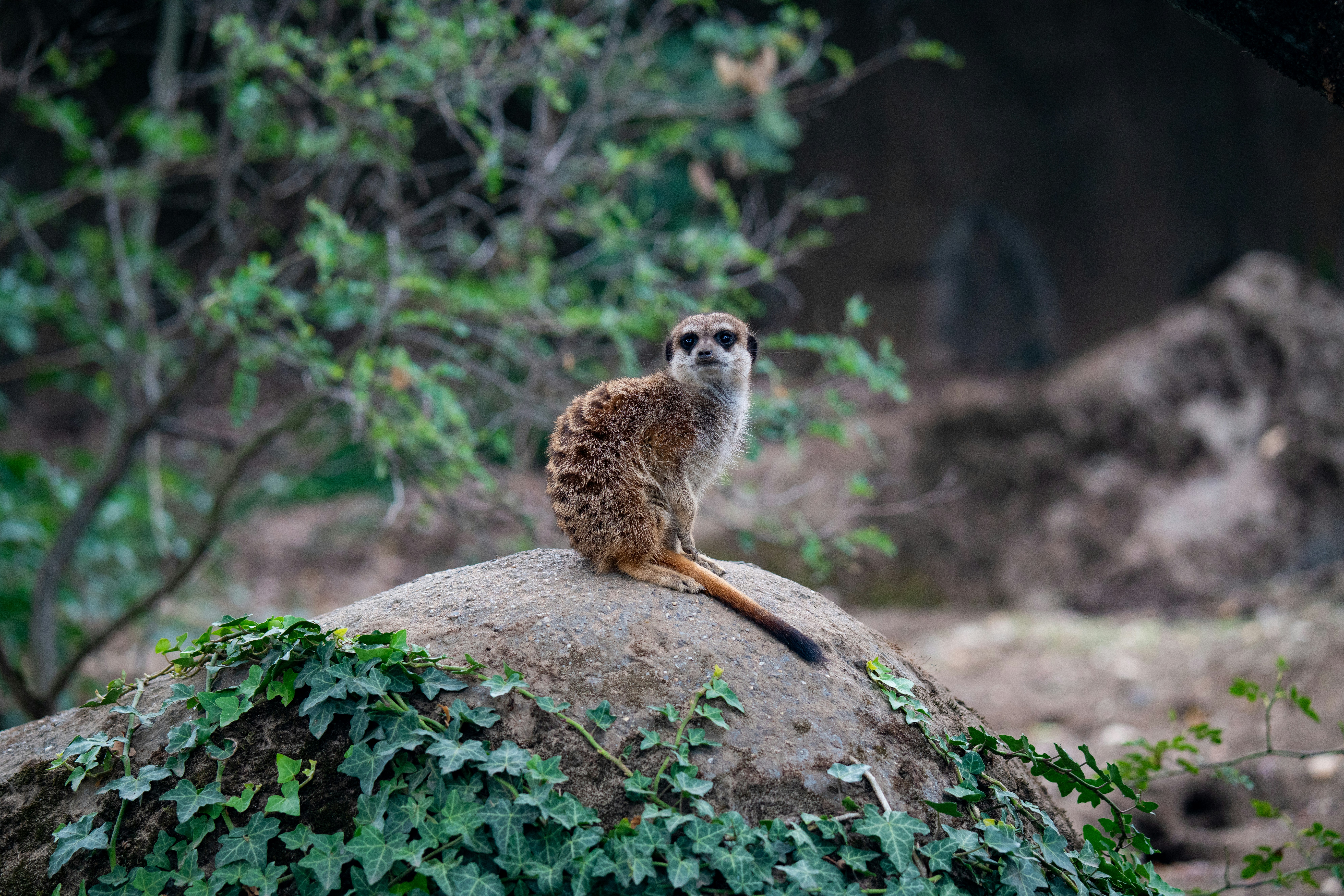 a small animal sitting on top of a large rock