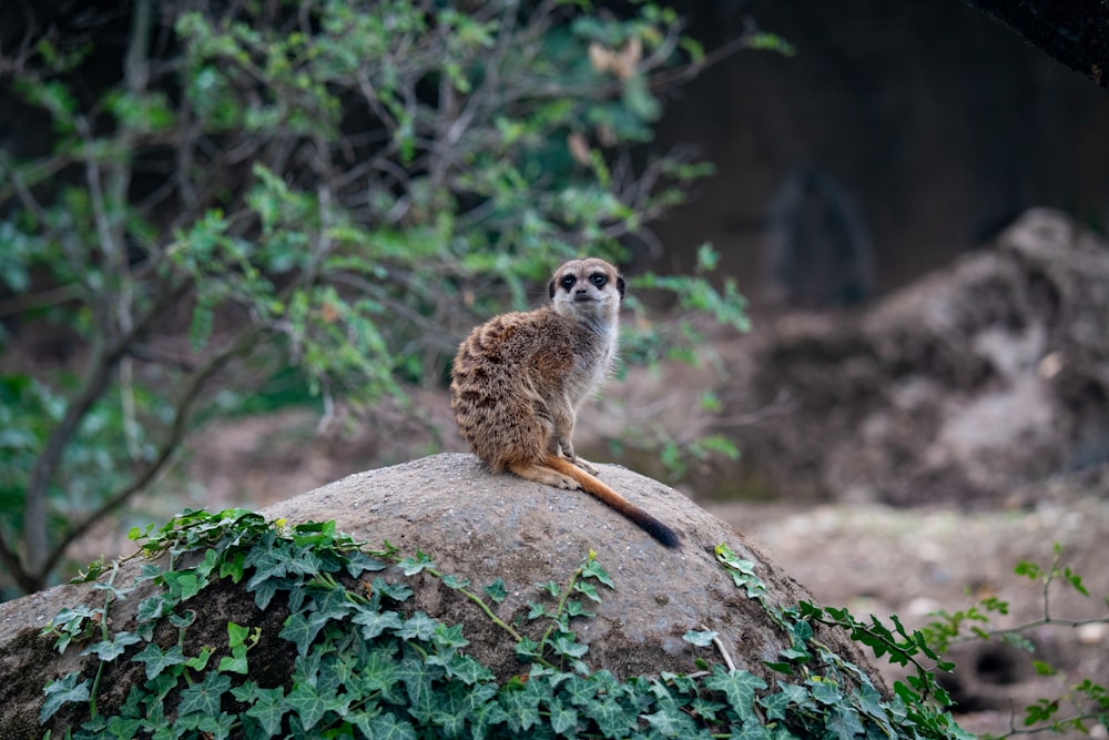 a small animal sitting on top of a large rock