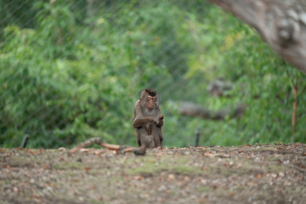 a monkey standing on its hind legs in a forest
