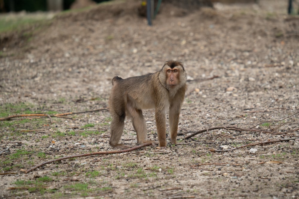 a small monkey standing on top of a dirt field