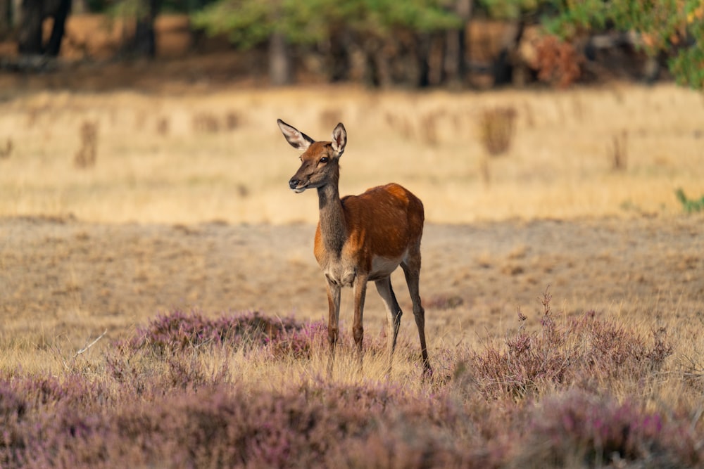 a small deer standing on top of a dry grass field
