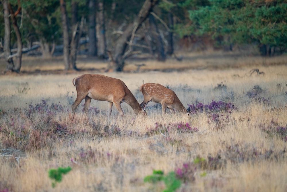 a couple of deer standing on top of a grass covered field