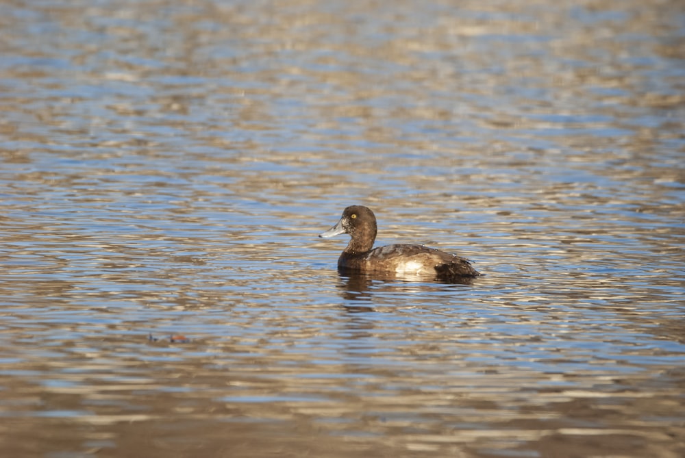 a duck floating on top of a body of water