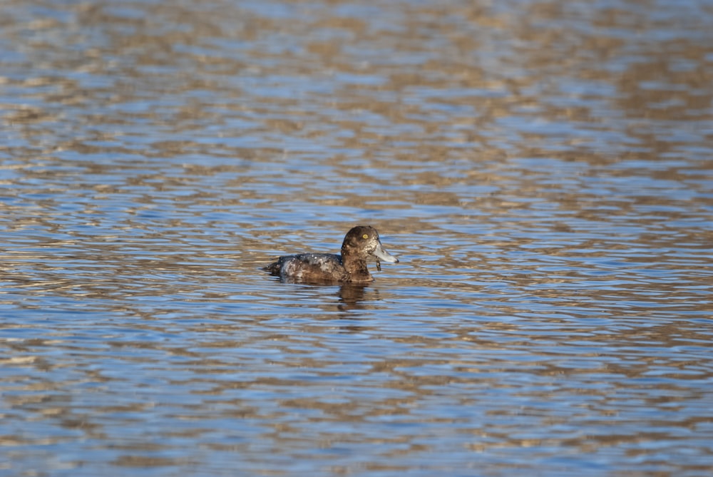 a duck floating on top of a body of water