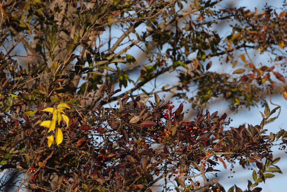 a tree with yellow flowers and green leaves