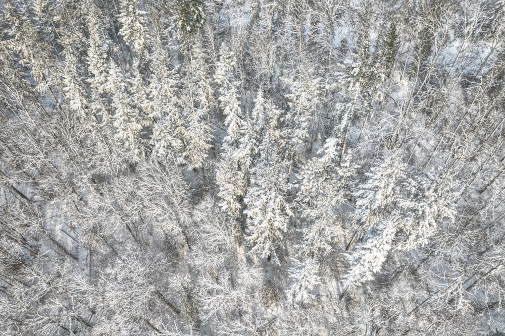 an aerial view of a snow covered forest