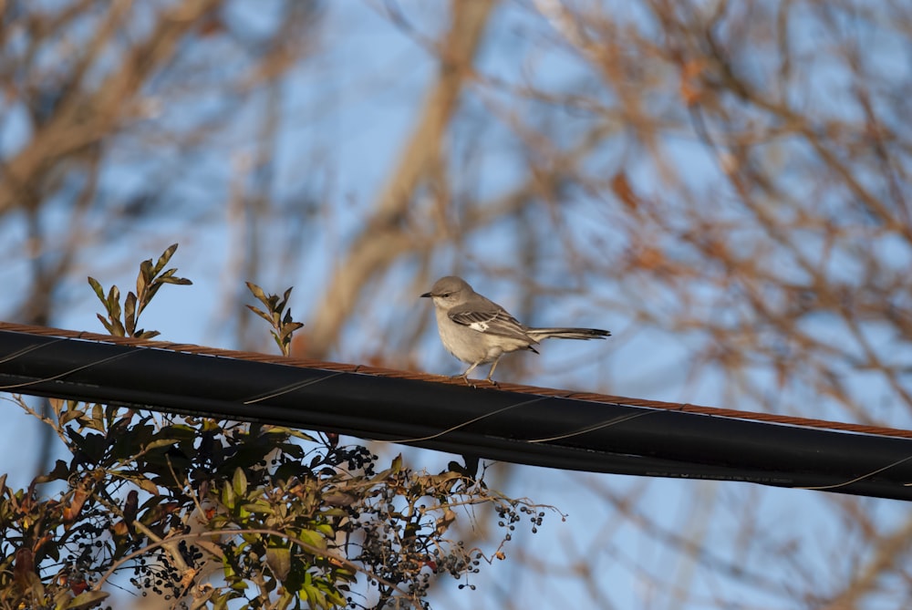 a small bird sitting on top of a wire