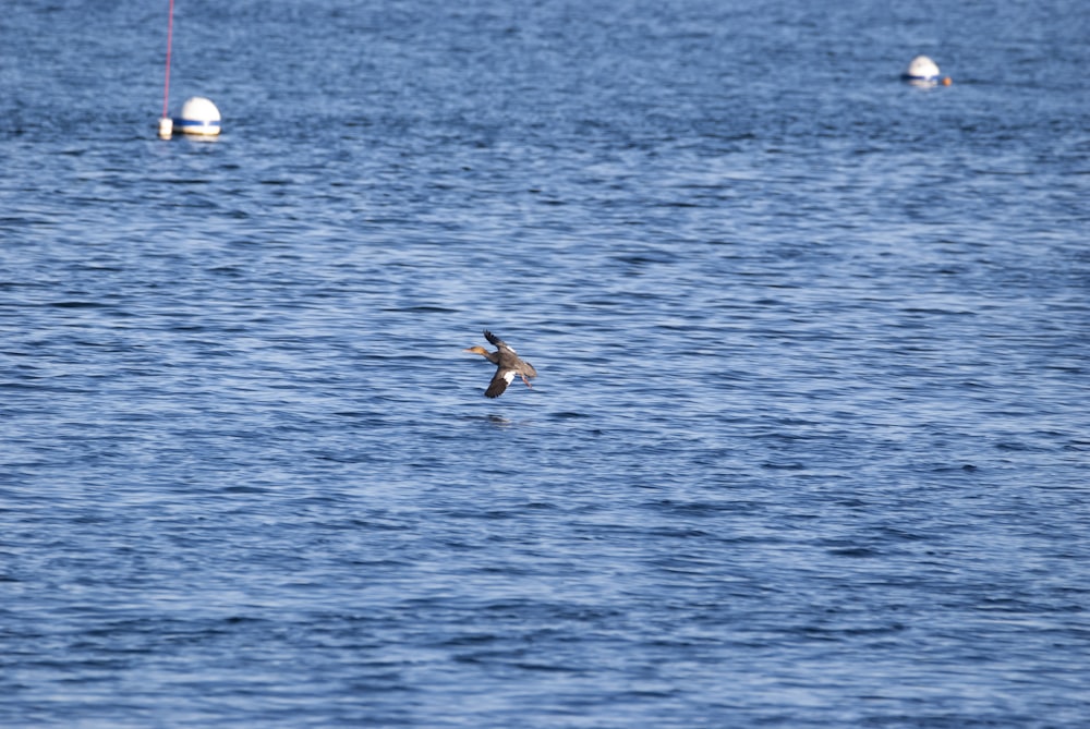 a bird flying over a body of water