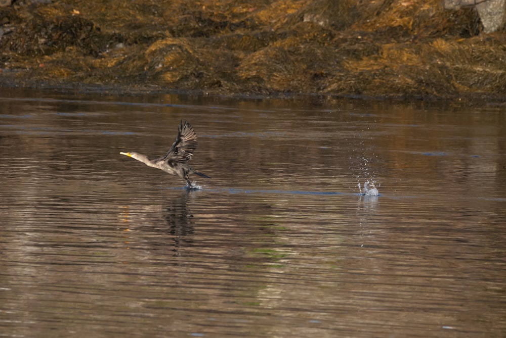 a bird flying over a body of water