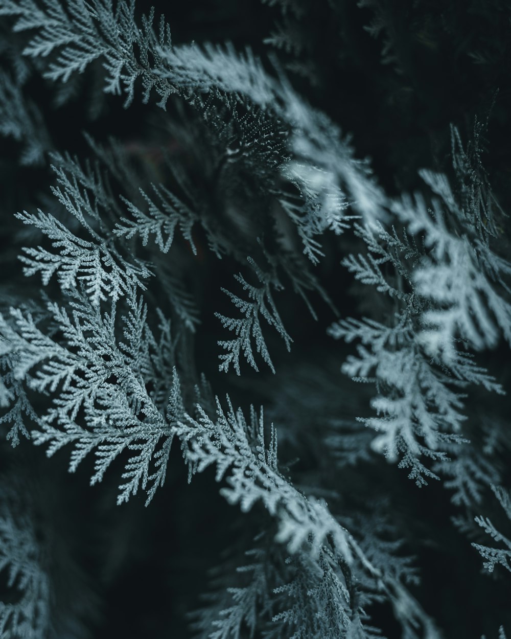 a close up of a tree with snow on it