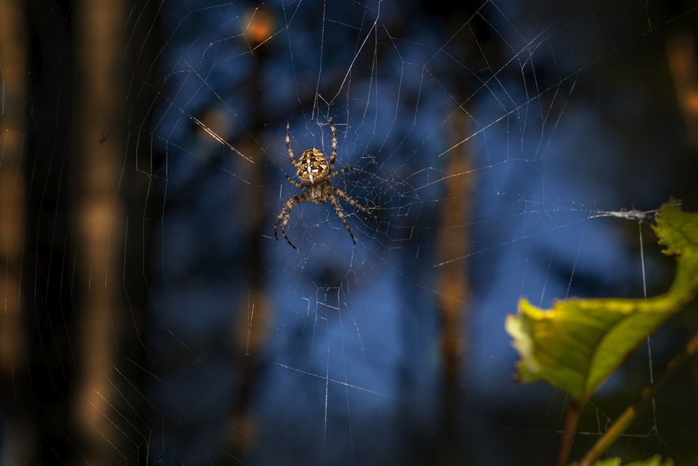 a close up of a spider on a web