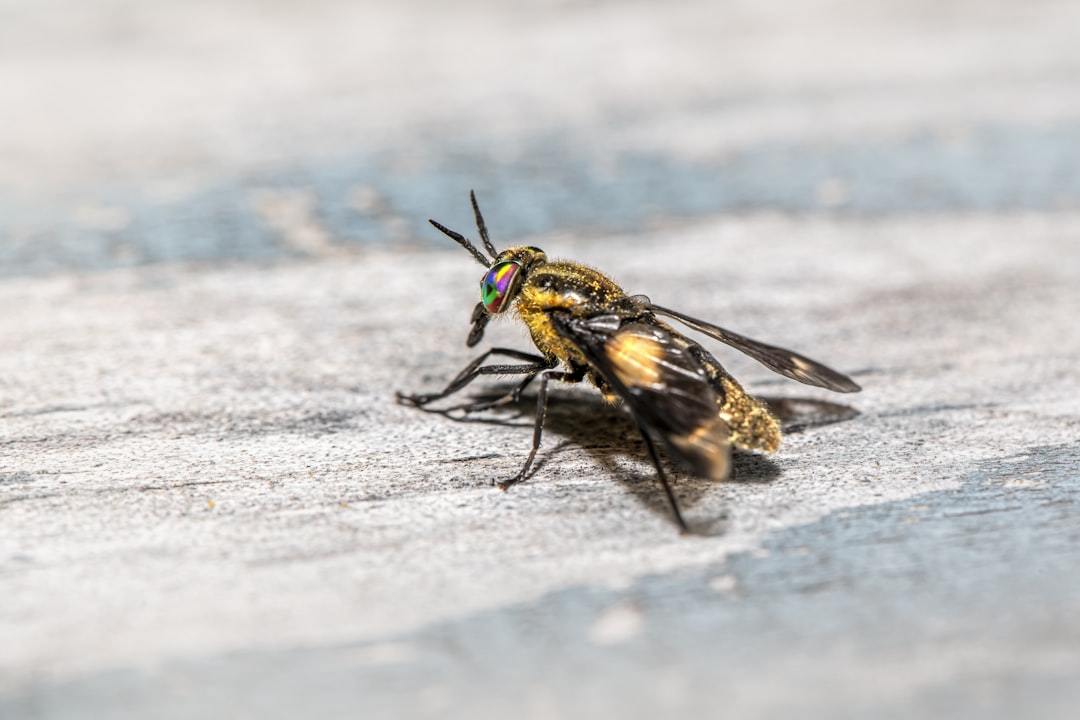 Don't Let the Bedbugs Bite: Preventing the Paris Bedbug Epidemic fr… — Don't Let the Bedbugs Bite
