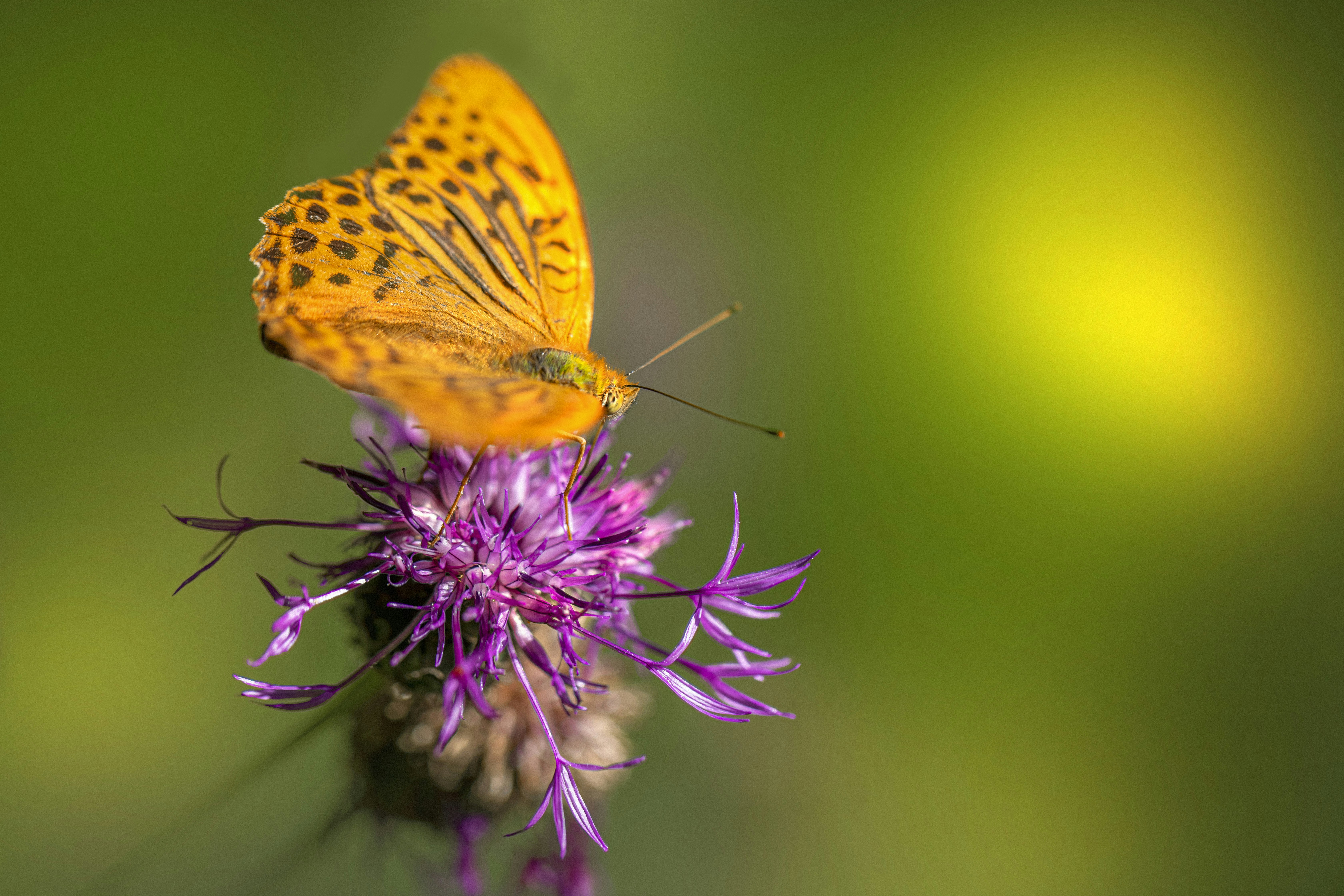 Photo by erik_karits