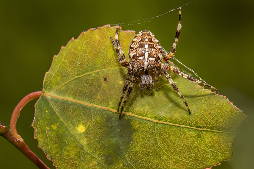 a spider sitting on top of a green leaf