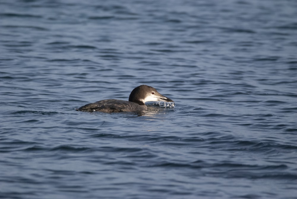 a bird floating on top of a body of water