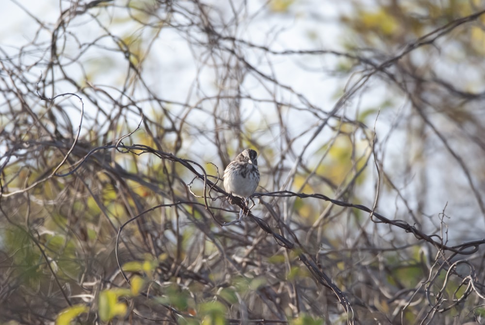 a small bird perched on top of a tree branch