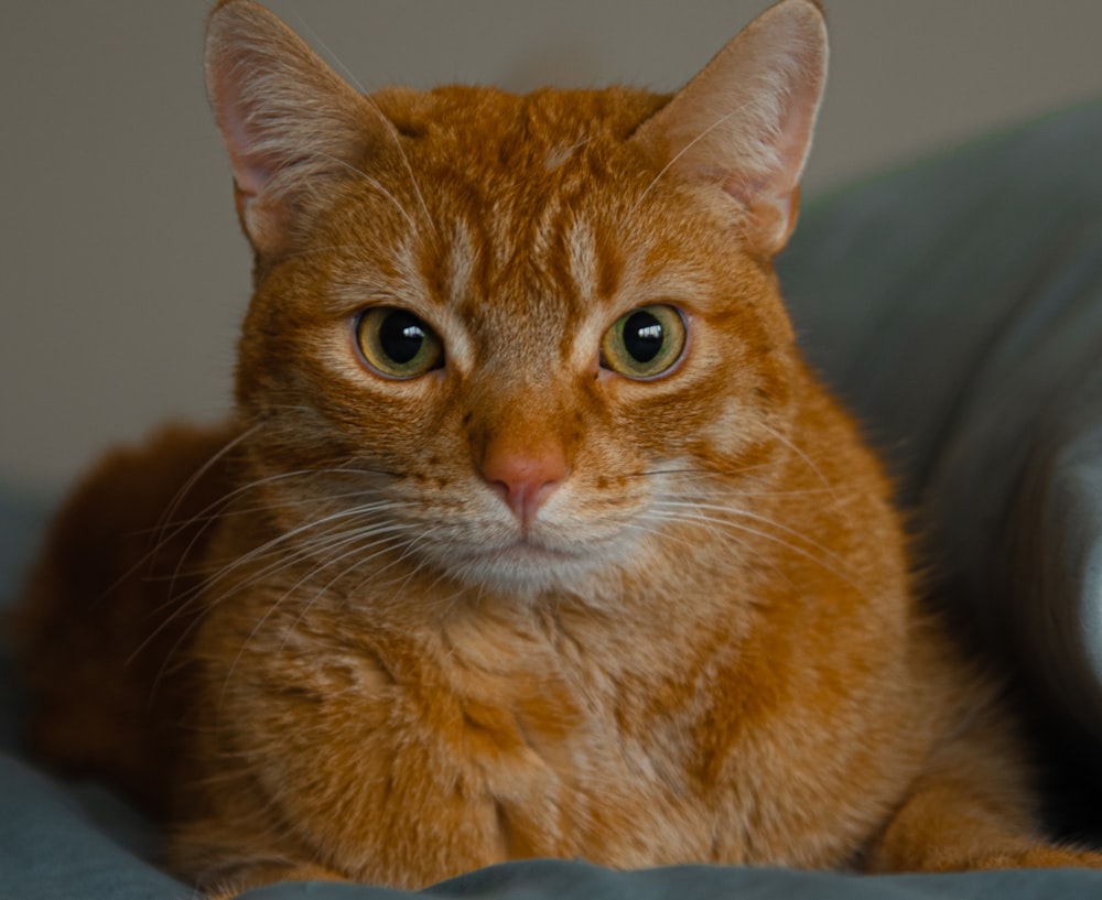 a close up of a cat laying on a bed