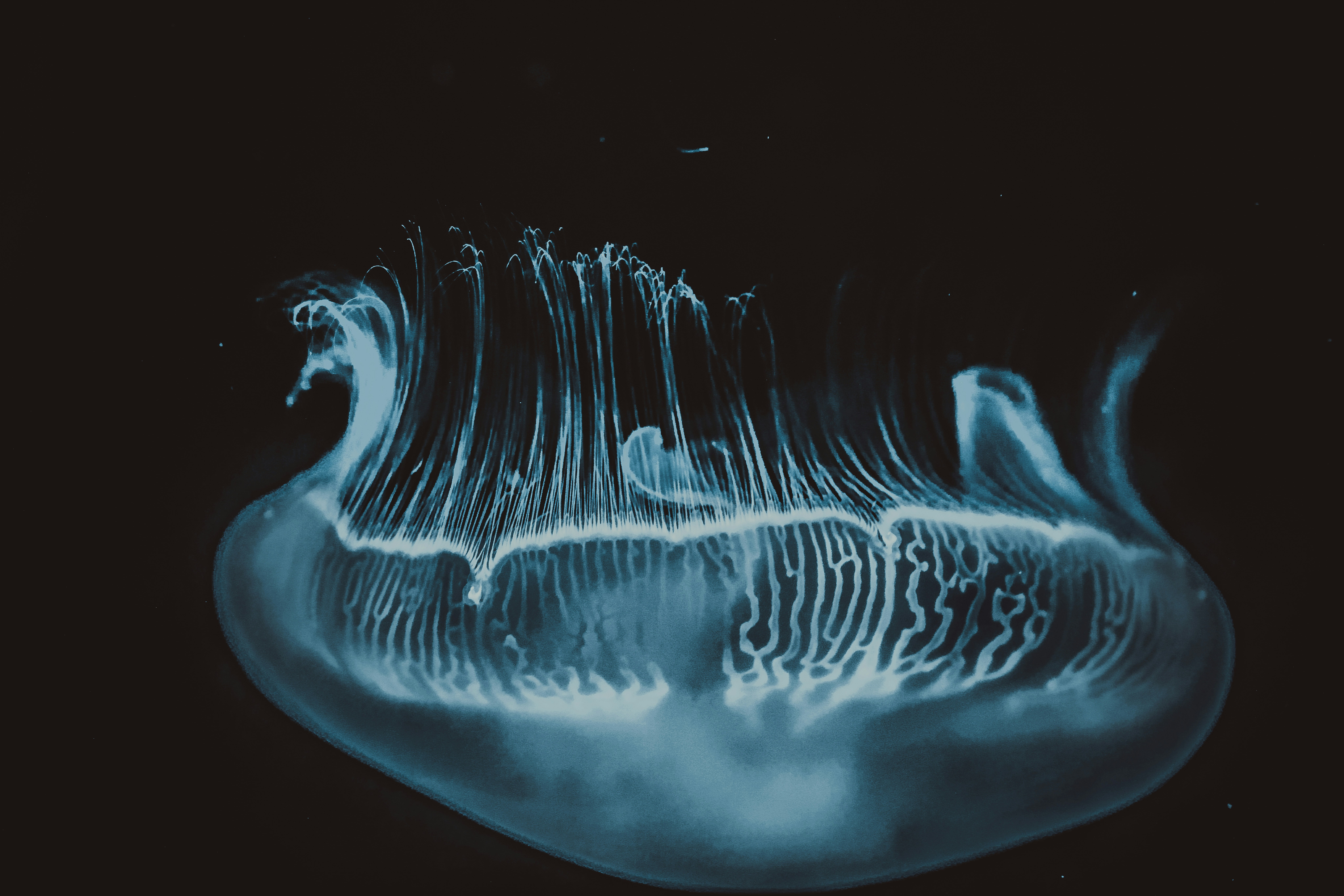 A blue jellyfish in the water with a black background