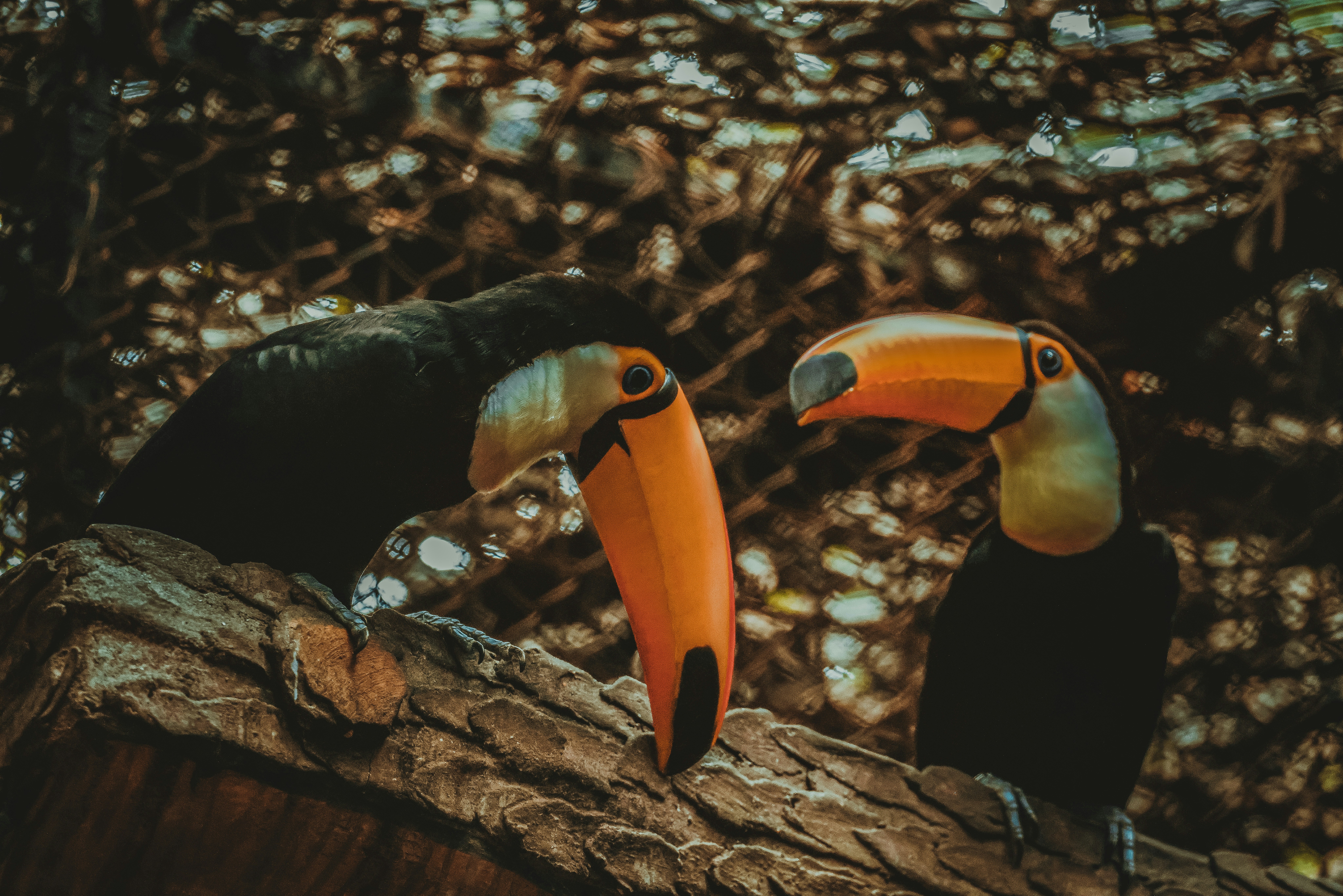A couple of toucans sitting on top of a tree branch