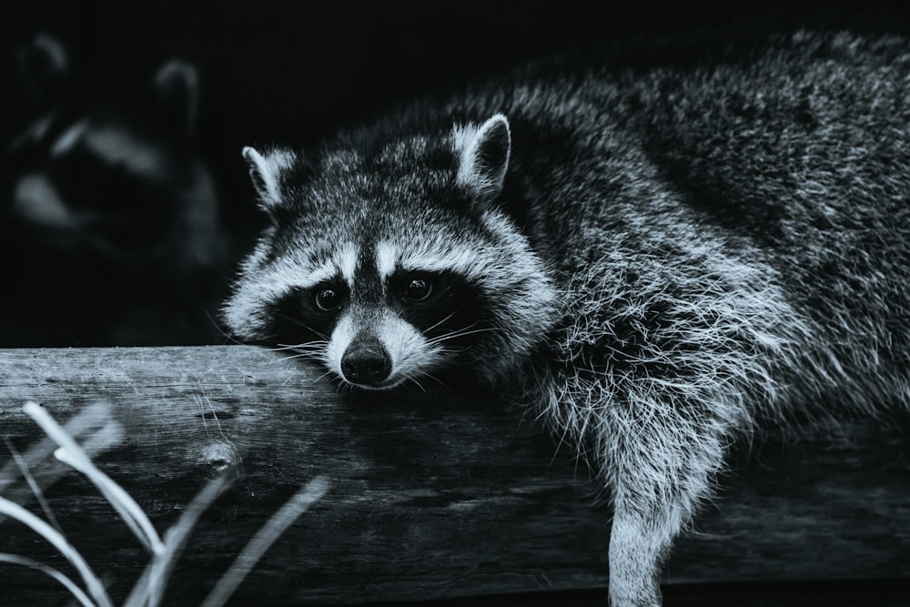 a raccoon is looking over a wooden fence