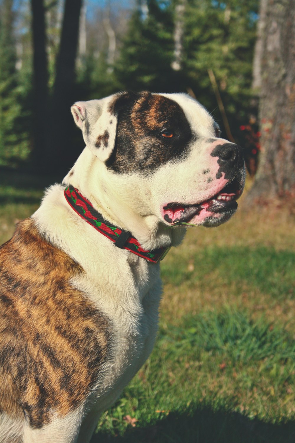 a brown and white dog standing on top of a lush green field