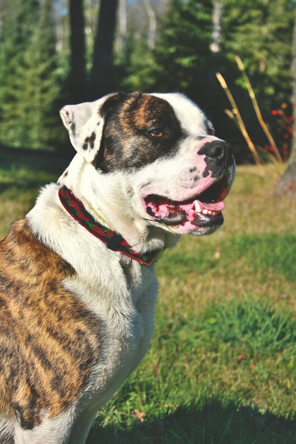 a brown and white dog standing on top of a lush green field