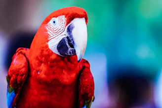 A vibrant red parrot with striking white and black markings around its eye and beak is perched against a blurred background. The parrot's feathers are vivid and glossy, creating a contrast with the cool blue and green tones behind it.