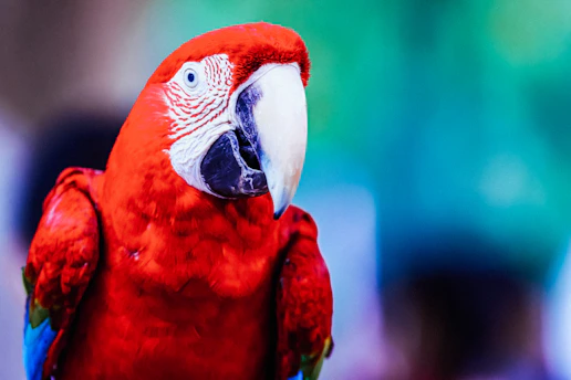 A vibrant red parrot with striking white and black markings around its eye and beak is perched against a blurred background. The parrot's feathers are vivid and glossy, creating a contrast with the cool blue and green tones behind it.