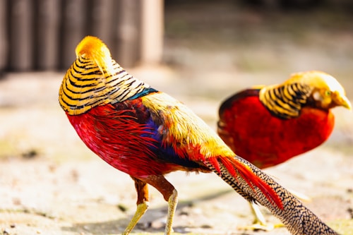 Two vibrant pheasants with striking red, yellow, and black feathers. The birds have intricate feather patterns, especially noticeable on their necks and wings. They stand on a sandy or earthy surface with a blurred background.