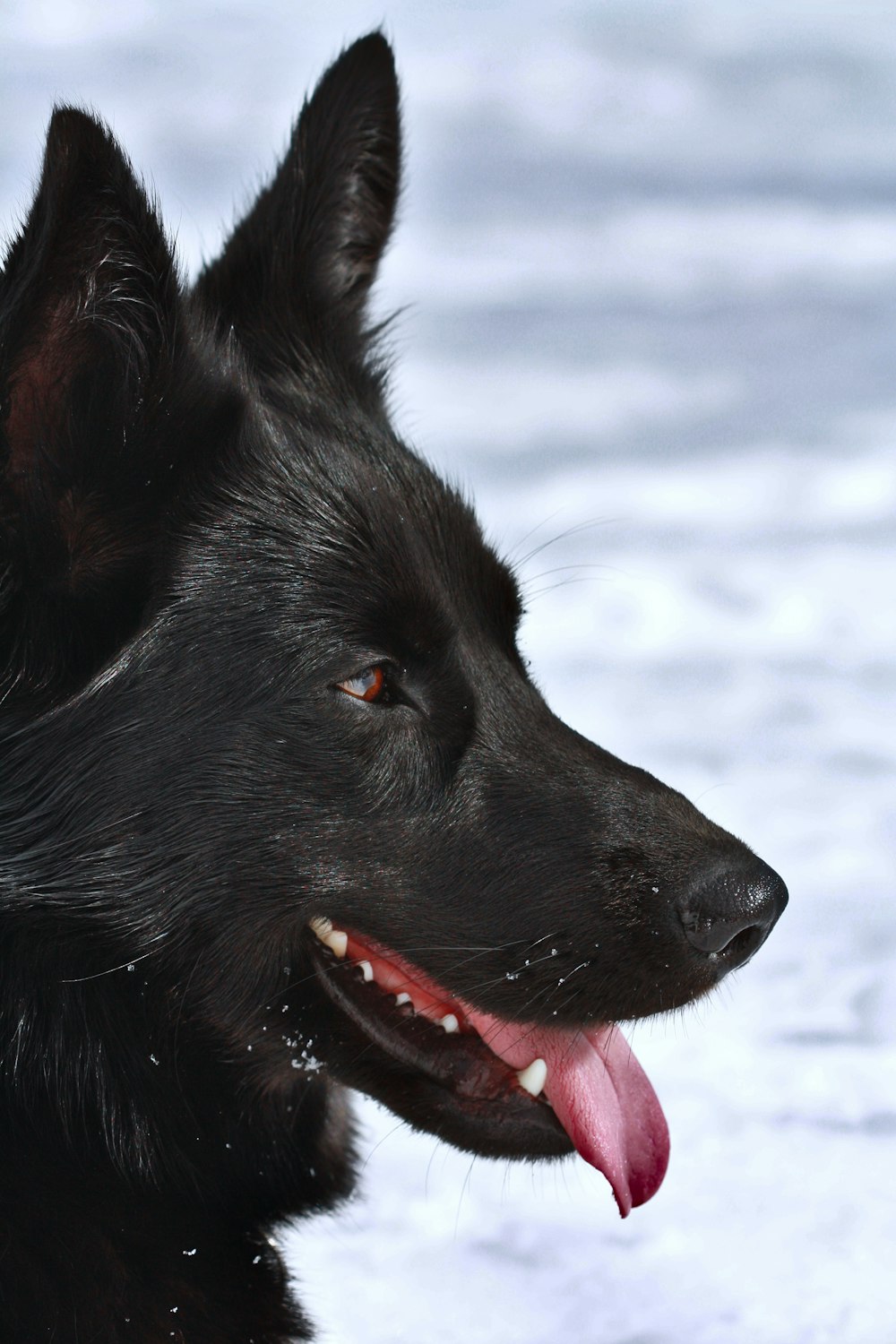 Ein schwarzer Hund mit ausgestreckter Zunge im Schnee