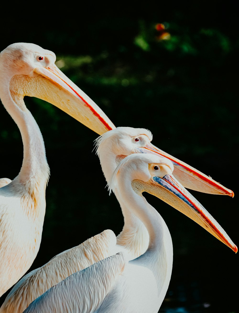 two pelicans standing next to each other with their beaks open