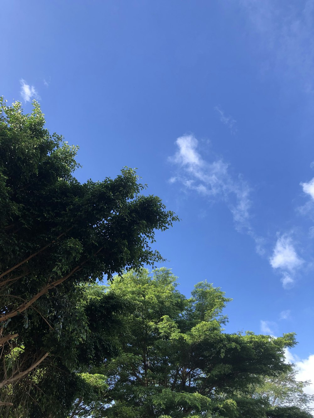 a blue sky with some clouds and some trees