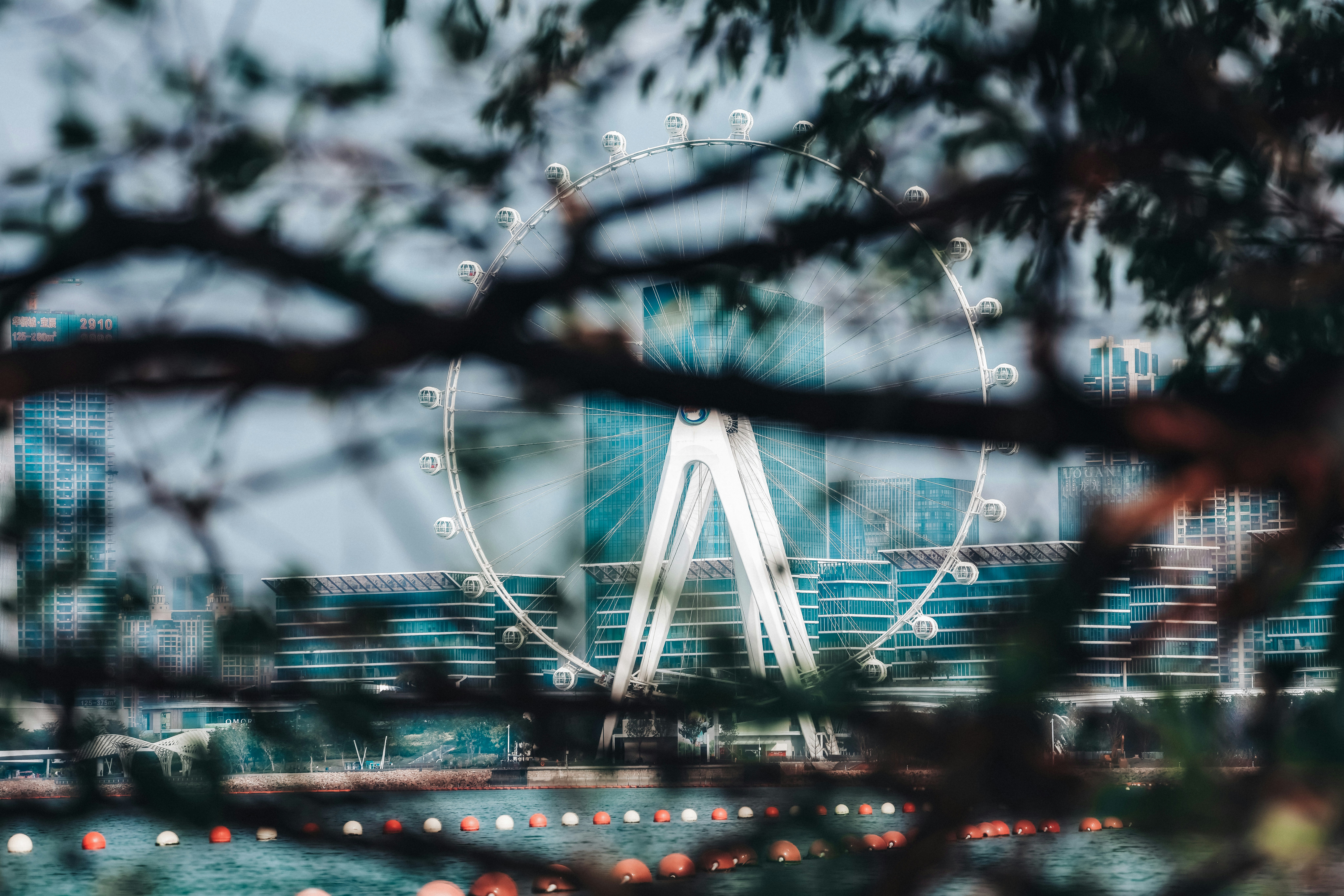 A ferris wheel is seen through the branches of a tree