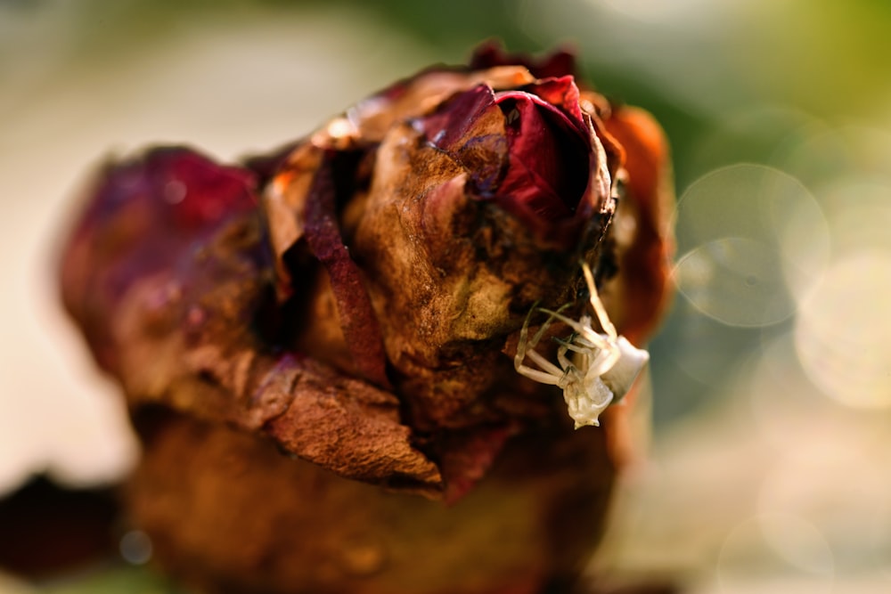 a dried up flower sitting on top of a table